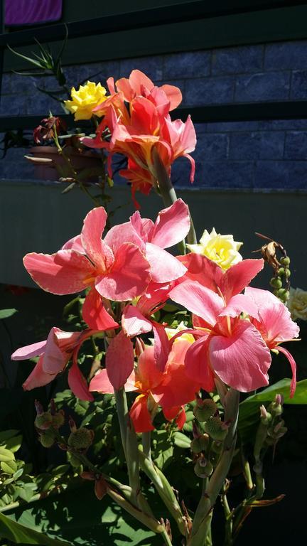 Cefalu Sweet House Of The Flowers Exterior foto